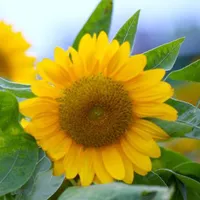 向日葵个性可爱头像图片第1张