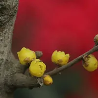 腊梅QQ头像图片第1张