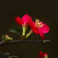 花姿潇洒海棠花QQ头像图片第1张