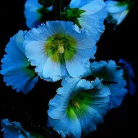 好看的唯美花儿可爱头像图片第1张