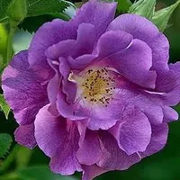 艳丽花朵头像图片第1张