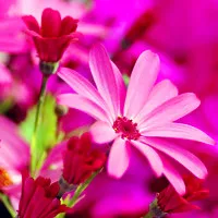 唯美野花头像图片第1张