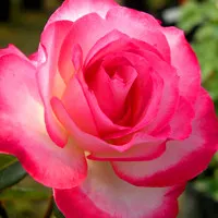 美艳动人蔷薇花头像图片第1张