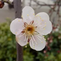 公园最新拍的个性蜡梅花朵头像图片第1张