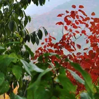 枫叶qq头像第1张