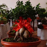 动感十足的盆景个性QQ头像图片第1张