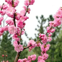 娇艳的梅花头像图片第1张