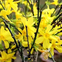 令人陶醉的迎春花QQ头像图片第1张