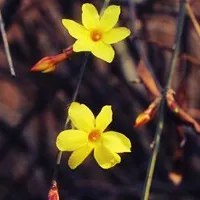 个性好看漂亮的迎春花头像图片第1张