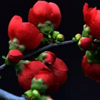 海棠花头像图片第1张