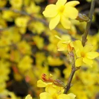 迎春花头像图片第1张