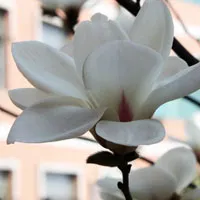 晶莹剔透的玉兰花QQ头像图片第1张