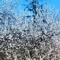 春意盎然杏花、杏梅开了 清新花朵头像第1张