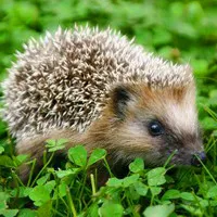 宠物刺猬可爱QQ头像图片第1张