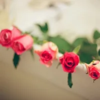 唯美花朵头像图片第1张