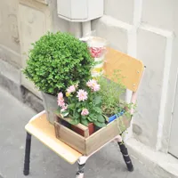 我的最爱盆栽花卉头像图片第1张