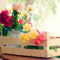 娇艳花朵QQ头像第1张