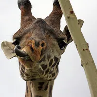 个性长颈鹿头像第1张