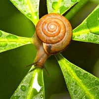 软体动物蜗牛个性头像第1张