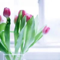 关于郁金香qq头像图片第1张