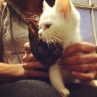 抱着猫的女生头像第1张