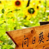 qq头像向日葵图片第1张