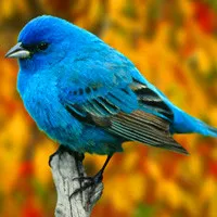 小鸟QQ头像第1张