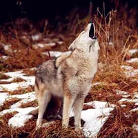 狼的头像图片第1张