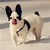 斗牛犬头像图片第1张