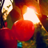 小如珍珠樱桃QQ头像图片第1张