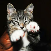 可爱萌萌哒小猫头像第1张