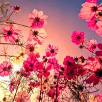 美丽的花朵头像第1张