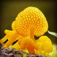 唯美蘑菇头像图片第1张