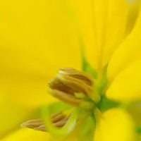 油菜花qq头像图片第1张