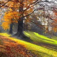 美如画的唯美秋季林间小径风景头像第1张