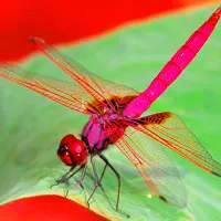 唯美蜻蜓头像图片第1张