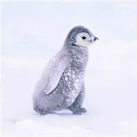 qq企鹅头像图片第1张