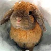 小兔子头像第1张