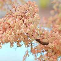 小清新苹婆花QQ头像第1张