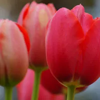 百合科郁金香花头像图片第1张