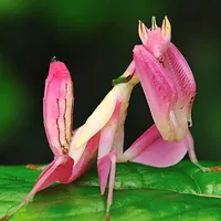 可爱小动物头像图片第1张