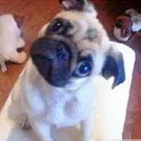 可爱小动物歪脖子头像第1张