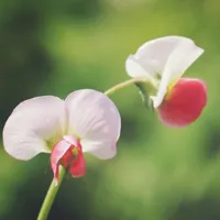 小清新豌豆角花朵头像图片第1张