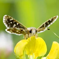 漂亮好看花蝴蝶头像图片第1张