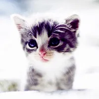 很萌的猫咪QQ头像图片第1张