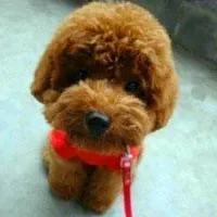 可爱贵宾犬泰迪犬QQ头像图片第1张