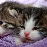 可爱萌萌的小猫咪头像第1张