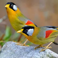 可爱小鸟图片头像第1张