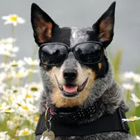 澳洲牧羊犬图片头像第1张