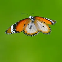 好看的蝴蝶qq头像图片第1张